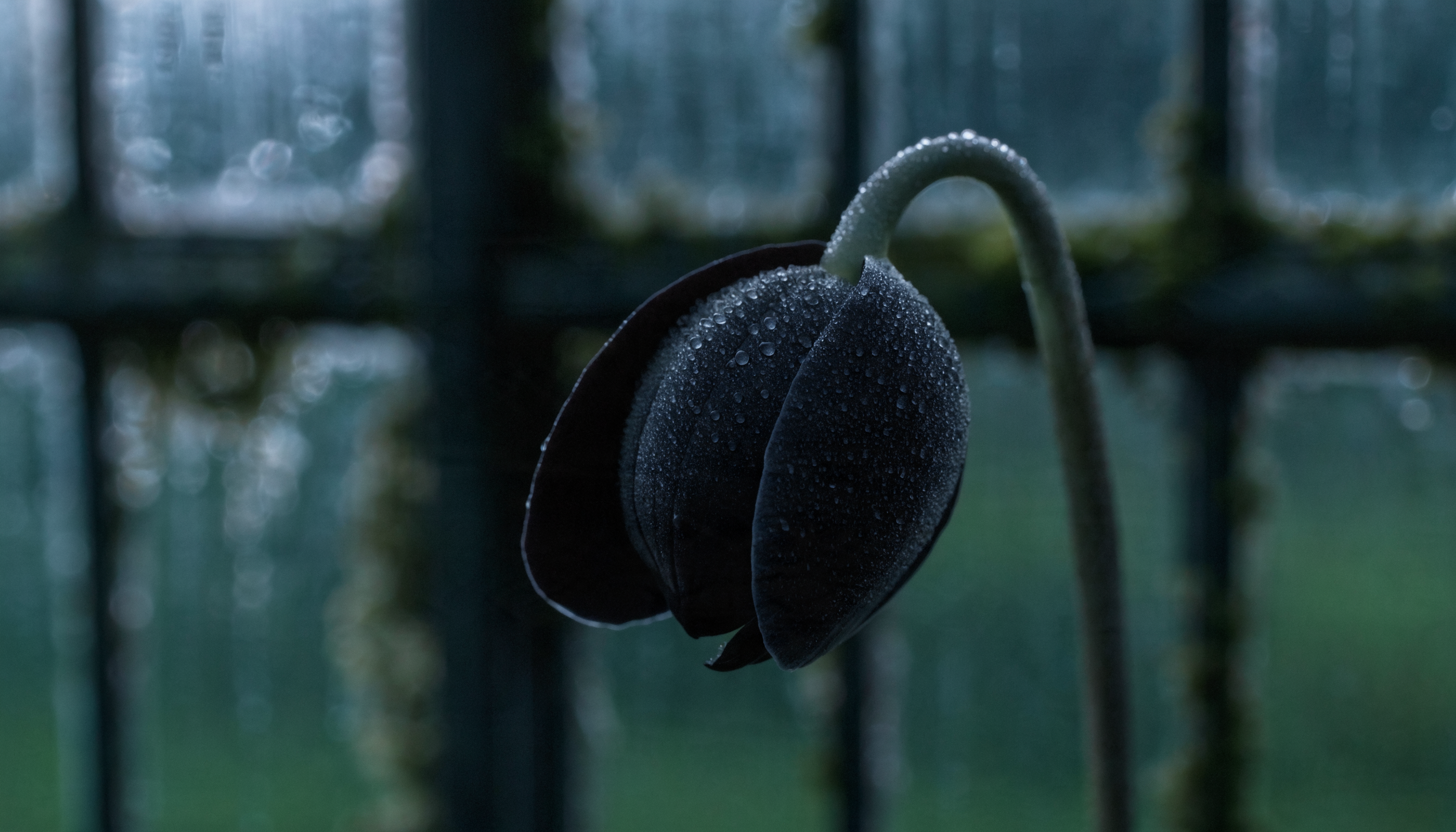 A closed black orchid covered in moonlit dew